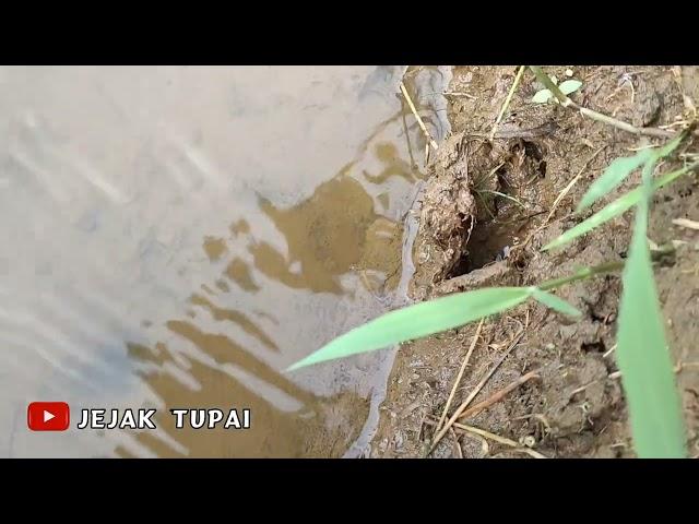 DAVID MANCING BELUT DAPAT ULAR