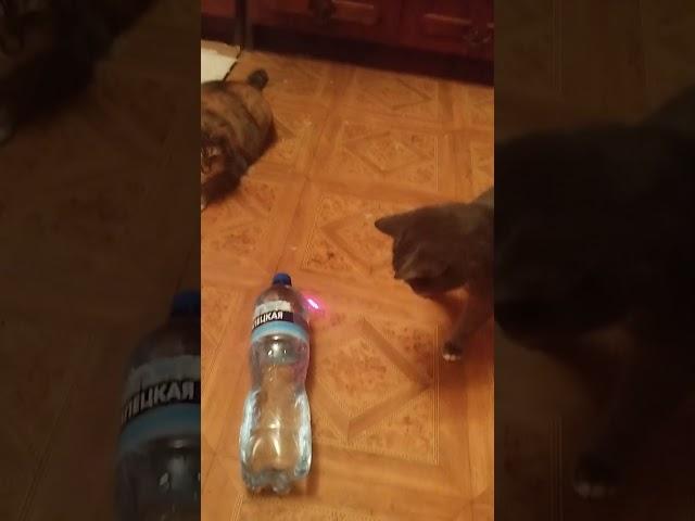 игра #funny #cat