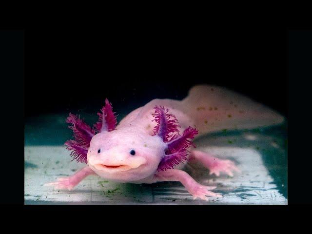 Axolotl | Axolotl Fish | Axolotl Fish Video | Axolotl Fish UHDV | Axolotl Fish FHDV | Axolotl Baby