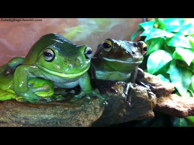 Today’s Best Frog at Stealing From Voigt is Round Frog!