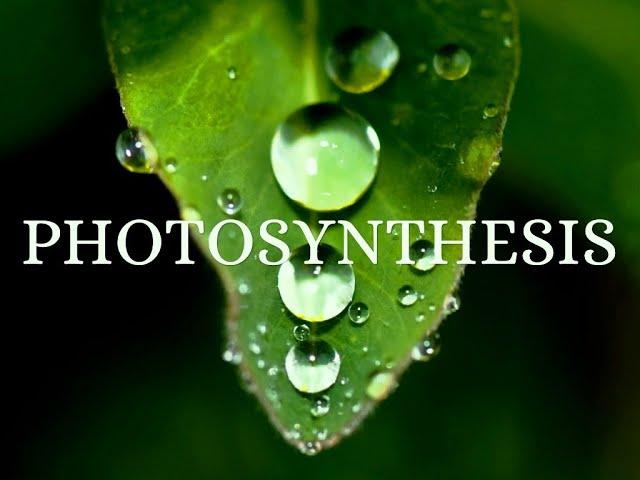 Microscopic View of PHOTOSYNTHESIS  # scientia-Techne Episteme