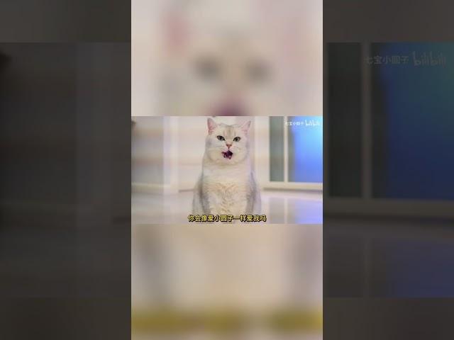 The little cat is making prank on the host after being ignored for a long time #cats #Cat owners #C