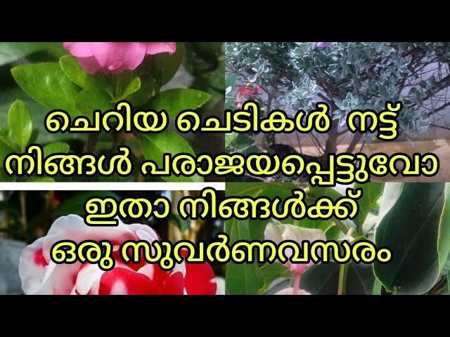 ചെറിയ ചെടികൾ നട്ട് പരാജയപ്പെട്ടവർക്ക് ഒരു സുവർണ അവസരം # YouTube # pls msg in6235079628