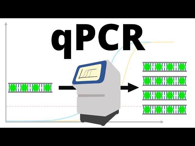 qPCR (real-time PCR) protocol explained