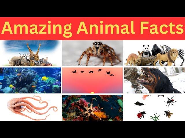 Amazing Animal Facts You’ve Never Heard Before: Quick Quiz #quiz #facts