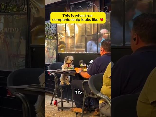 just a man and his shih tzu—a quiet meal full of love ️