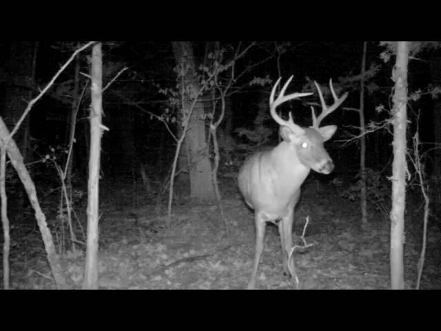 Whitetail Buck Snort Wheeze and Grunt