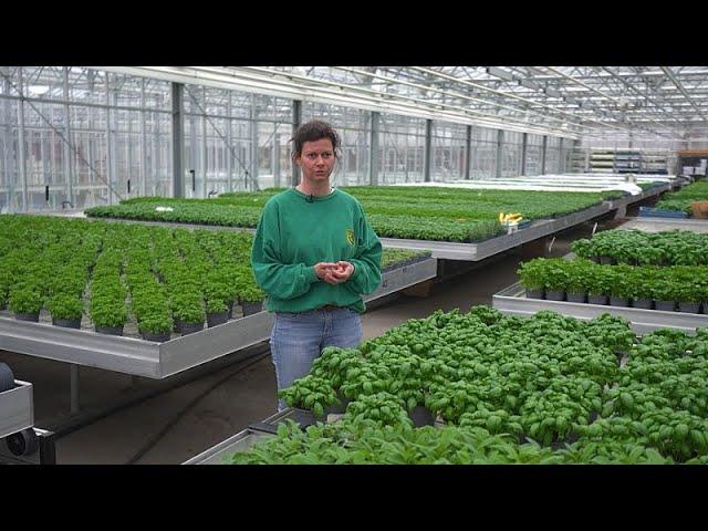 The Revolution of Urban Farming