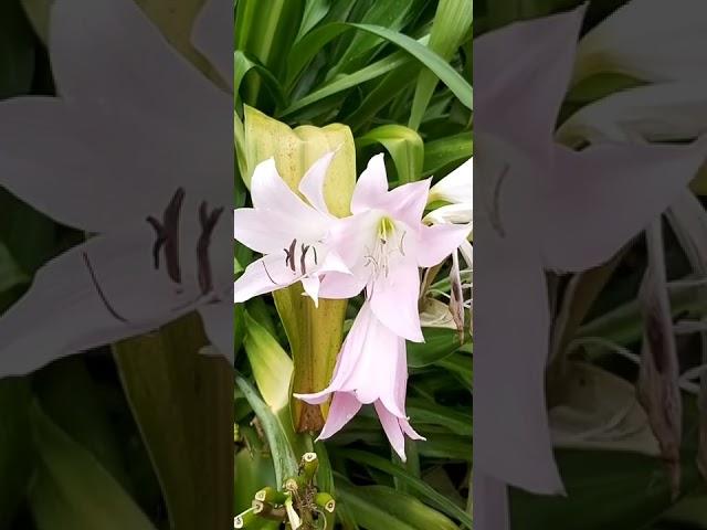 Crinum JC Harvey