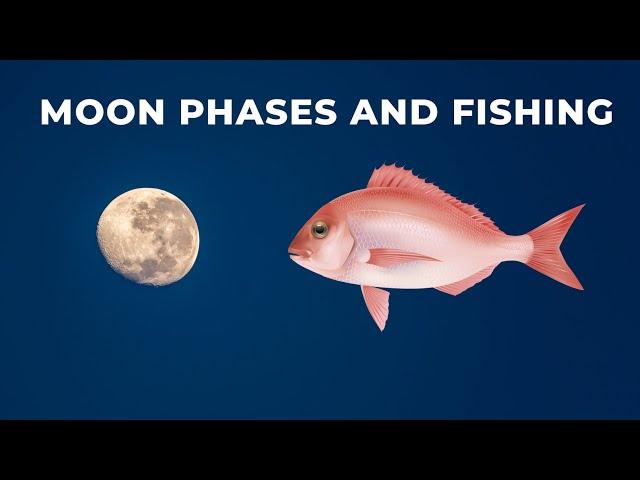 How the Moon and Tides affect bite times for fish like snapper, trevally and kingfish.