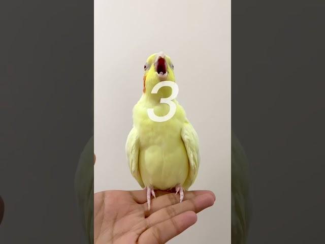 Proof that not everything can be an album cover [PART 2] #parrot #pets #cockatiel #ytshorts #tiktok