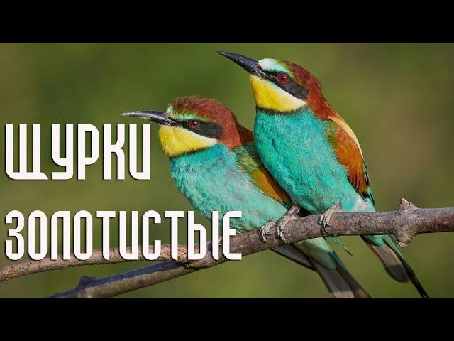 The European bee-eater (Birds of Russia) Movie 87