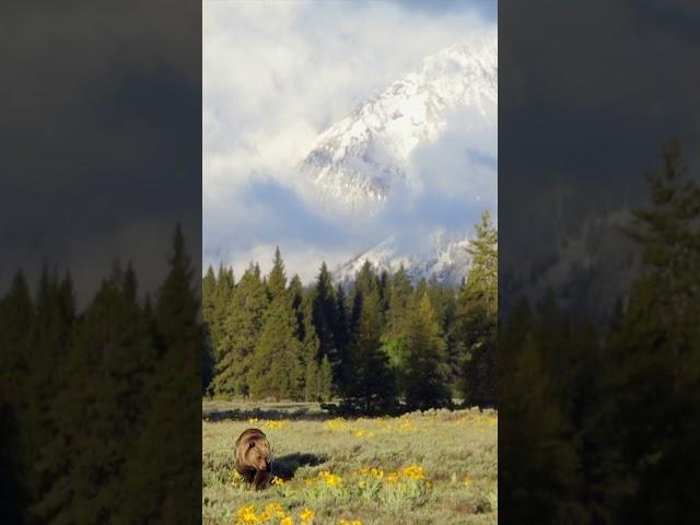 Grizzly Bear #nature #best  #wildlife #outdoorphotography #wildlifephotography #shorts #animals