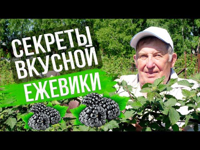 Ежевика: посадка и уход. ПОЛУЧАЕМ 2 ВЕДРА ЯГОДЫ С КУСТА. Опыт эксперта Анатолия Сидоровича