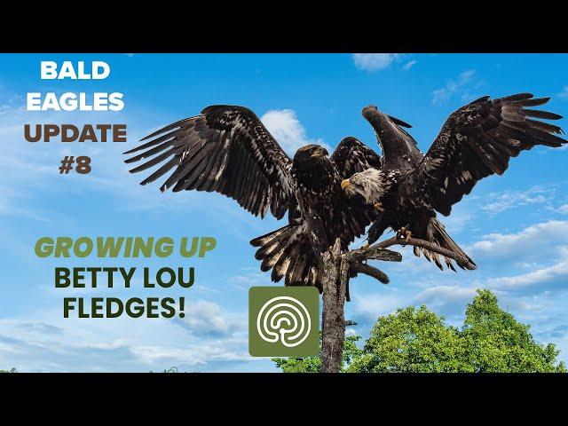 The First Fledge! | Eagle Nest Updates
