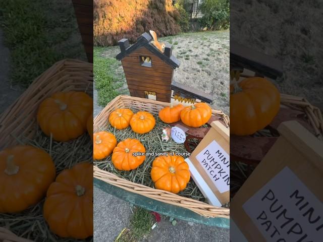 Mini Pumpkin Patch 