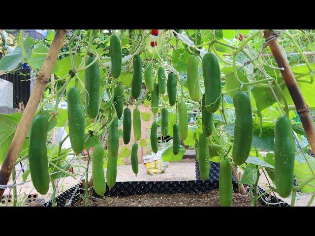 How to grow Cucumbers vertically, extremely lots of fruit, Growing cucumbers