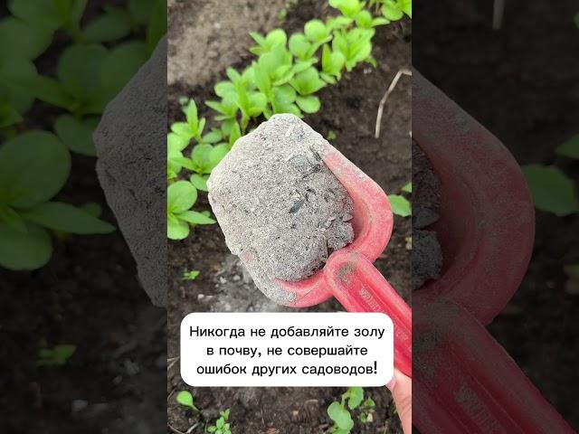 Никогда не добавляйте золу в почву! #лайфхаки #рецепты #огород #садоводство