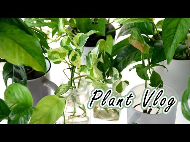 水耕植物日常養護與近況更新Daily care of hydroponic plants, and recently updates #室內植物 #plantcare #houseplants