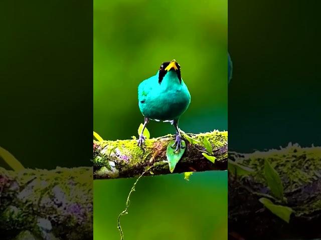 The Most Beautiful Birds in Nature#shorts #birds #birdslover #birdsounds #nature #animals #wildlife