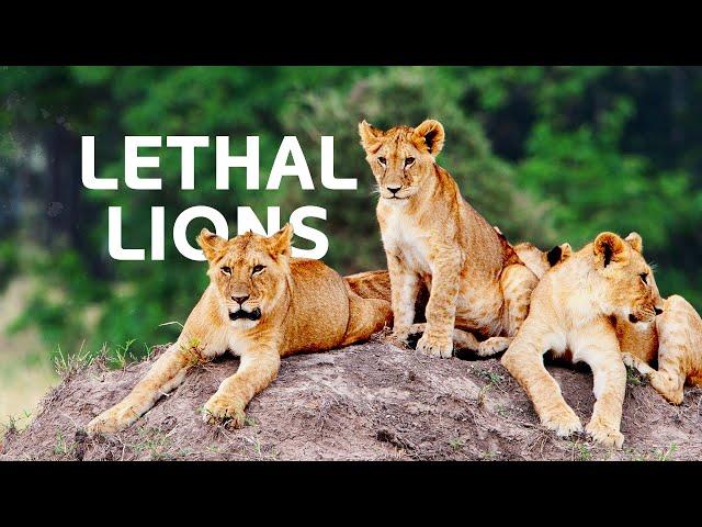 Lions Vs Prey: The Lethal Lions Battling For Survival In The Okavango Delta | Predators Documentary