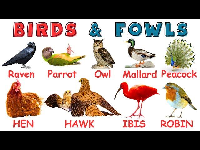 USEFUL Bird Names for Kids | Learn Bird Names | Birds Names for Kids | Types of Birds