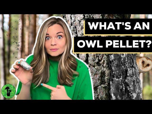 What's Inside This Owl Pellet? | Owl Pellet Dissection