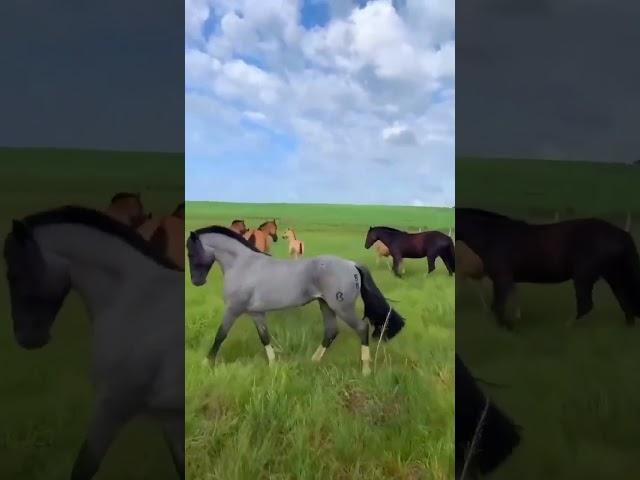 Avoid These Horse Care Mistakes At All Costs