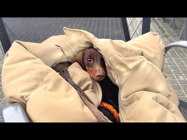 Dachshund walk. Loulou reunited with her son.