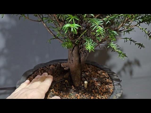 Gestaltung Taxus baccata von einer Gartenpflanze zum Bonsai Rohmaterial - V25-013