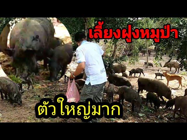 หมูป่า#หมูป่าเป็นฝูง​#Yutthapong​ chanal​กิน​เที่ยว​เล่น​