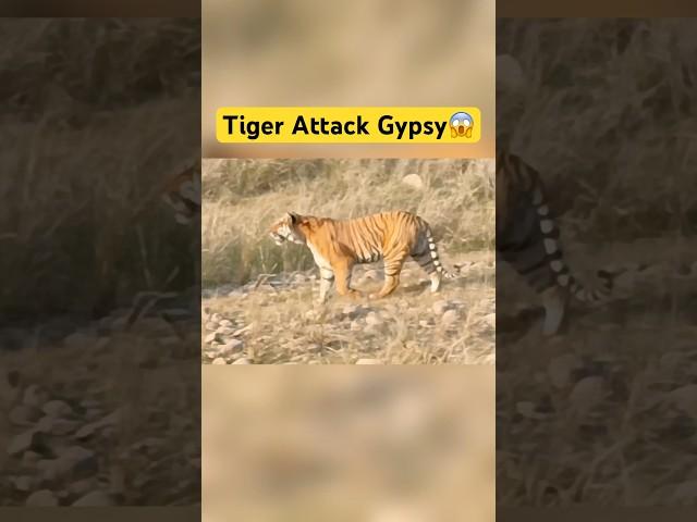 Tiger Attack Gypsy - Jim Corbett National Park #shorts #jimcorbett #tiger #tigerattack