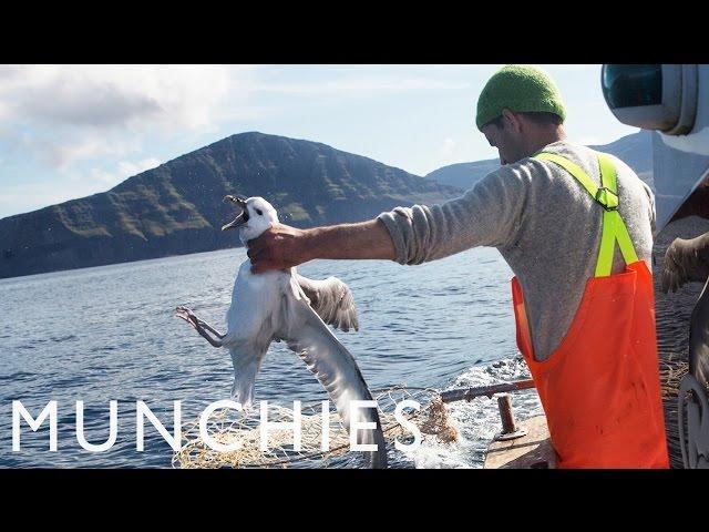 Fat Birds Are Easy Prey: Fulmar Hunting in the Faroe Islands