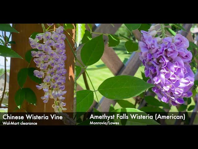 WISTERIA! Amethyst Falls Vs. cheap Wal-Mart Chinese  *Zone 6* May Vs. June (+pansies)