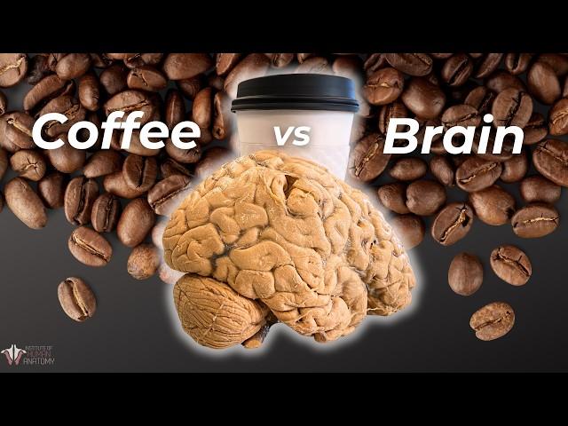 Do You Know What Coffee Does to Your Brain? | Institute of Human Anatomy