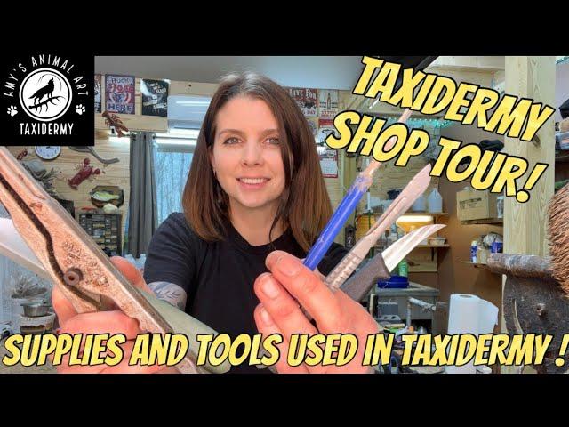 Get started in TAXIDERMY! Tools & Supplies of the trade. Tour my workshop!