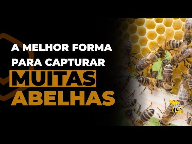 É assim que você vai capturar muitas abelhas! | Armindo Vieira - Cia da Abelha