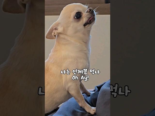 까까를향한 12세 치와와의 외침