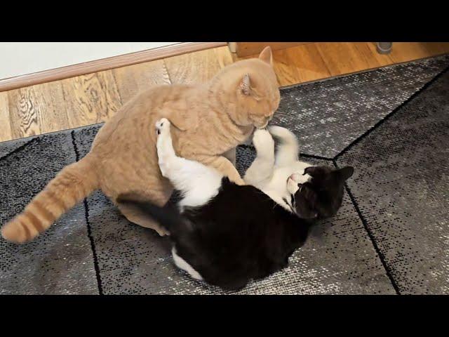 Cat Fight