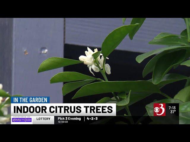 In the Garden: Indoor Citrus Trees