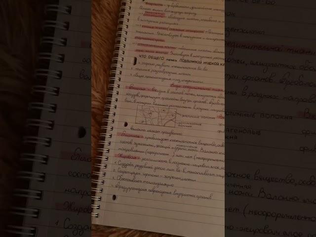 признавайтесь, как егэшку написали? тг-канал: biosthim #учисьсомной #studywithme #егэ #химия #учеба