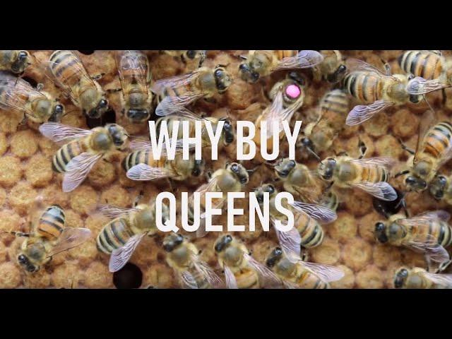 Why Buy Queens