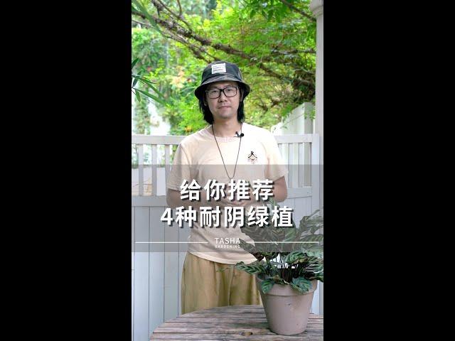 4种耐阴绿植推荐，不仅特别，还非常好养~