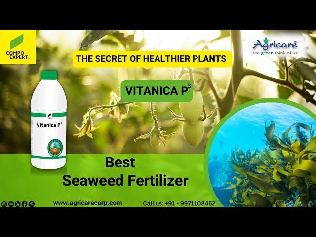 Compo Expert Vitanica P3 - Liquid Organic Mineral Seaweed Fertilizer | Agricare Corporation Noida