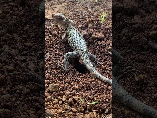 Oriental Garden Lizard lay eggs in the ground #shorts #short #lizard