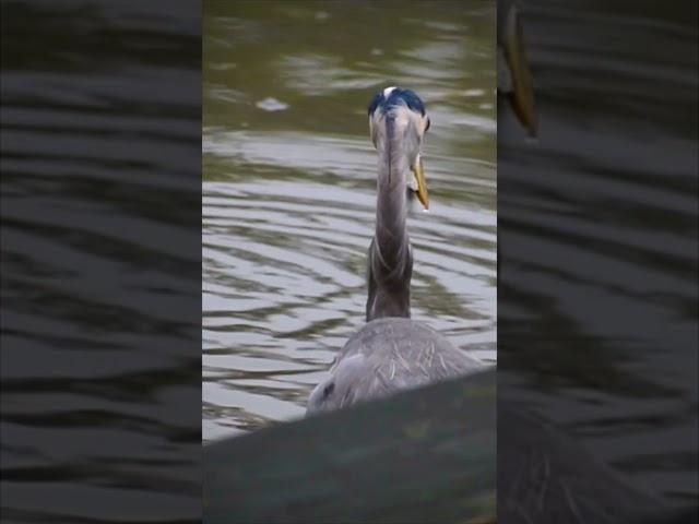 Wild Blue Heron - Fishing #wildlife