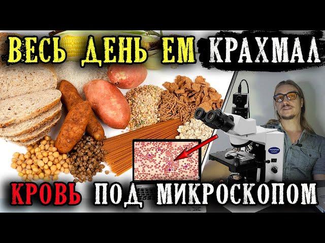 Весь день ем крахмал | Что стало с кровью под микроскопом?