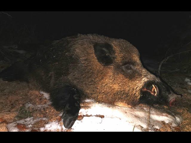 Long Range Hunting: Wild Boar