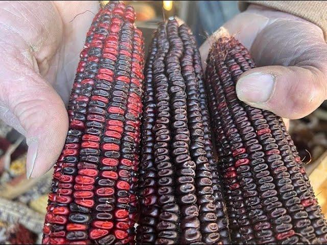 Making Moonshine with Jimmy Red Corn