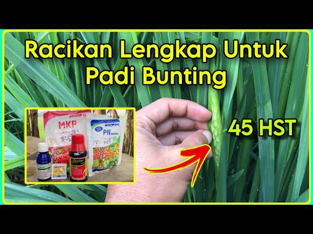 Racikan Nutrisi Lengkap Untuk Padi Bunting | Pemyemprotan Padi Bunting Agar Malai Keluar Serempak